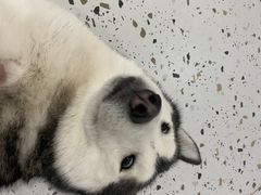 -Husky Go!哈士奇体验馆·宠物咖啡厅狗咖