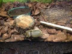 4.7-上海大自然野生昆虫馆