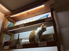 -猫的天空之城概念书店(西塘古镇店)