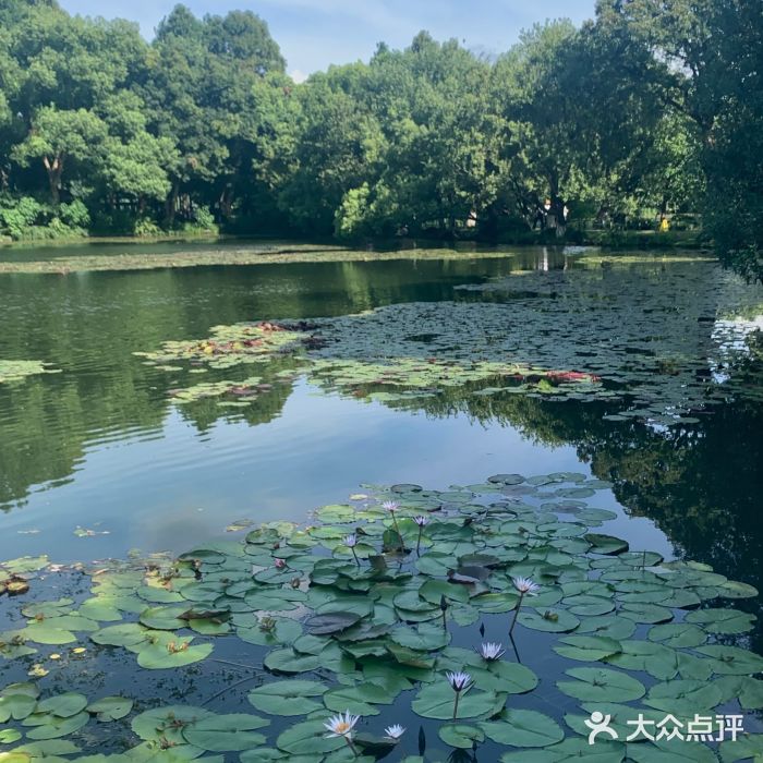 西湖外事游船(花港观鱼码头)图片