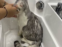 -老吴的猫·猫舍(新区店)