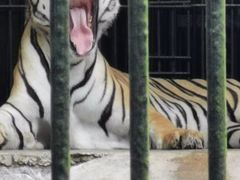 -广东茂名森林公园