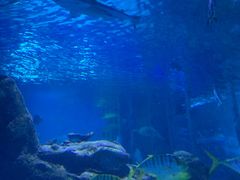 -太平洋海底世界