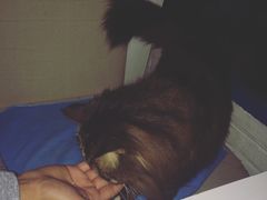 -Anne猫窝咖啡屋