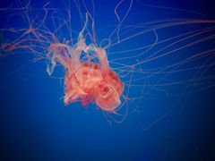 -芜湖新华联大白鲸海洋公园
