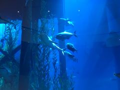 -迪拜水族馆及水下动物园