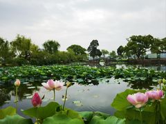 -无锡蠡湖国家湿地公园-蠡园