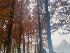 -白鹭湾湿地公园