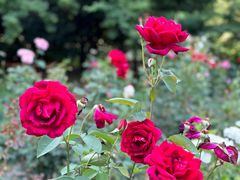 -上海共青森林公园