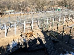 -青藏高原野生动物园