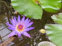 -上海鲜花港