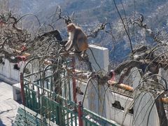 -妙峰山风景名胜区