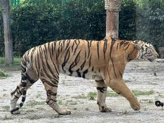 -上海野生动物园老虎餐厅