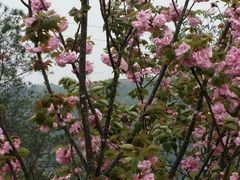 -绵阳盛世樱花悠乐谷