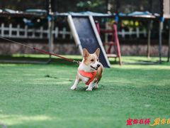 -汪说喵讲宠物乐园宠物酒店(红星美凯龙店)