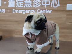 -爱侣宠医·鹦鹉专科·小型哺乳类·异宠专科(灵石路店)