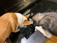 -more than meow吴止猫主题餐厅(承德 中船汇店)