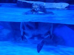 -上海海昌海洋公园-停车场
