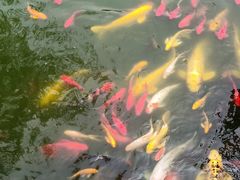 -石家庄市植物园