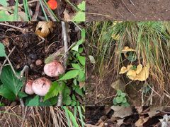 -牛背梁国家森林公园