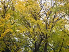 -上海共青森林公园