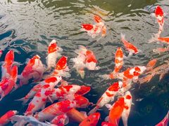 -香麒园·过桥米线·南湖雅宴