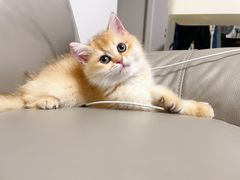 -欣宠猫屋·矮脚拿破仑·蓝金金渐层