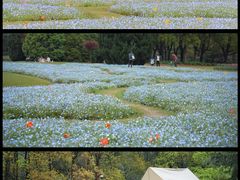 -上海滨江森林公园
