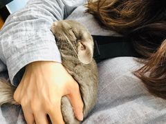 -瑞派·关忠动物医院·异宠专科·犬猫肿瘤·皮肤专科(望京店)