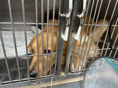 -爱侣宠医·鹦鹉专科·小型哺乳类·异宠专科(灵石路店)