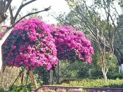 -攀枝花公园