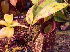 -中国科学院西双版纳热带植物园