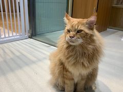 -藏猫猫咖啡主题馆(中央大道店)