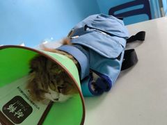 -瑞派福兴宠物医院犬猫全科·骨科·中西医结合(河东店)