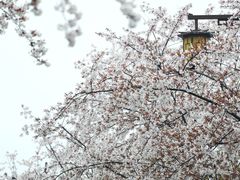 -苏州上方山国家森林公园