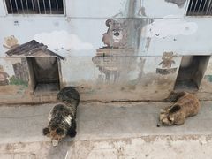 -青藏高原野生动物园