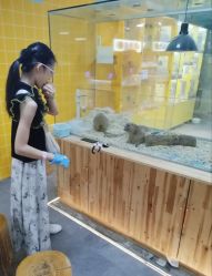 点击看大图 -神奇动物撸宠馆·羊驼·小浣熊·异宠(豫园店)