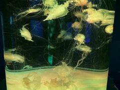 -左海海底世界