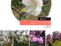 -南汇桃花村