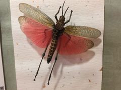 -上海大自然野生昆虫馆(东方明珠·爬宠昆虫探索中心)