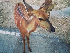 -清迈夜间动物园