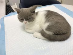 -福州肆爪动物医院