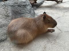 -武汉动物园