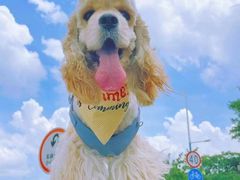 -萌宠之家·腊肠犬·马尔泰·小体犬舍