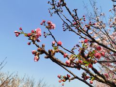 -天适樱花悠乐园