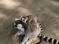 -北京野生动物园