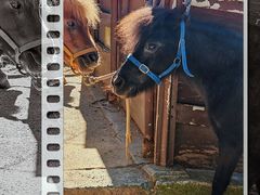 -神户市立六甲山牧场