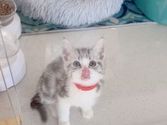 -糯米喵星人总部直营旗舰店·猫舍·幼猫出售
