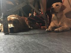 -百好乐宠物友好餐厅(朝外大街店)