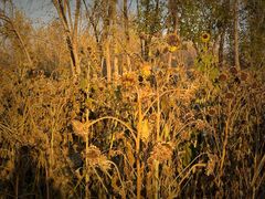 -汉长安城未央宫国家考古遗址公园